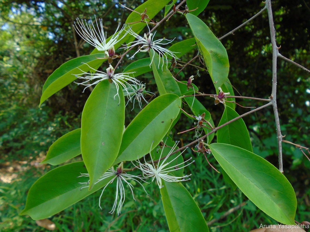 Capparis tenera Dalzell